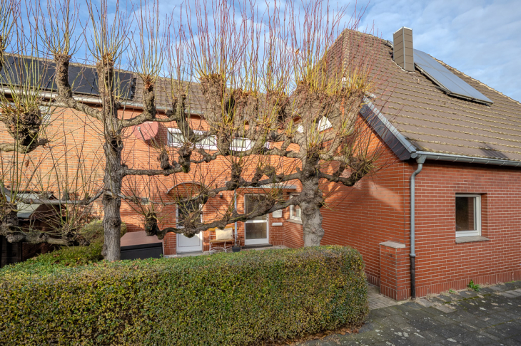 Straßenansicht mit Platanen