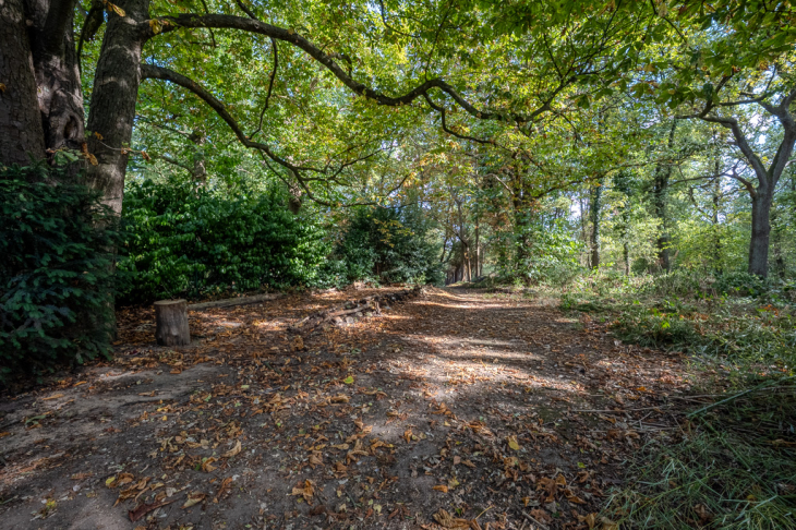 ...wie im Wald